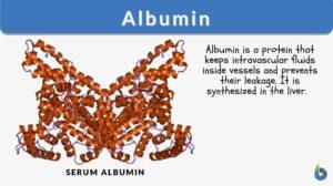 albumin definition example