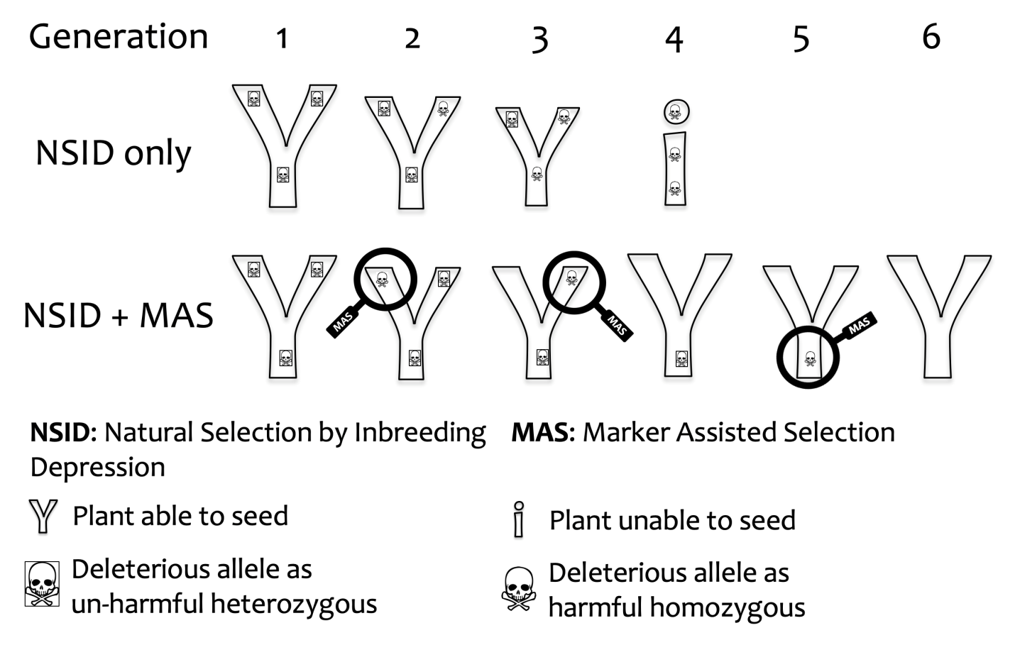 alfalfa plant suffers from inbreeding depression