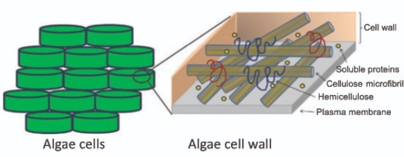 algae cell wall