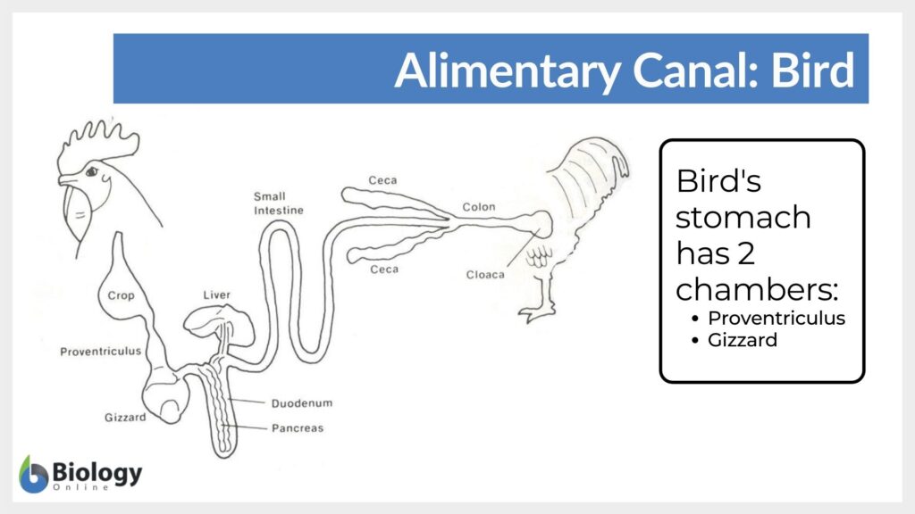 alimentary canal - bird