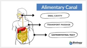 alimentary canal definition