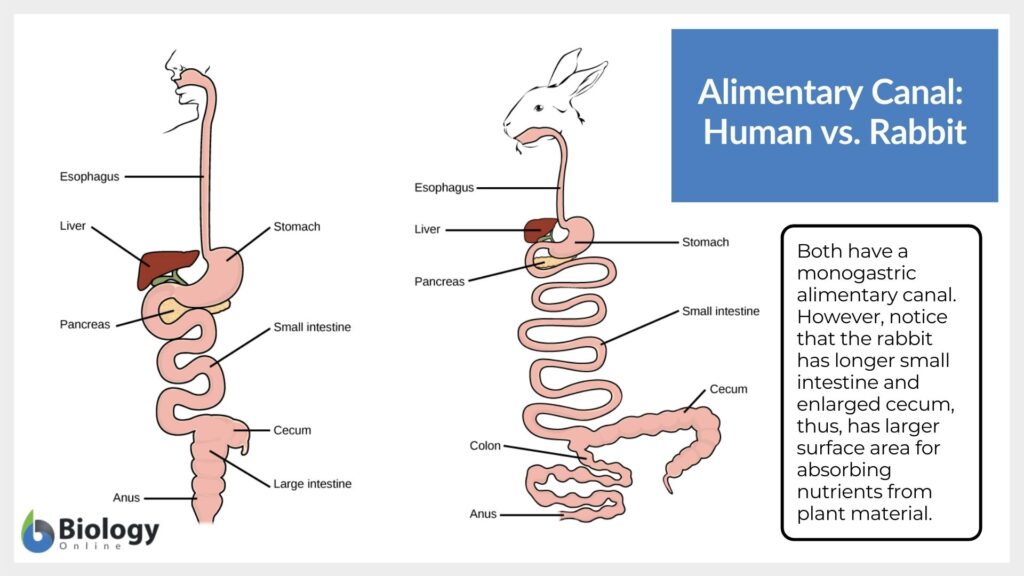 alimentary canal - human vs rabbit