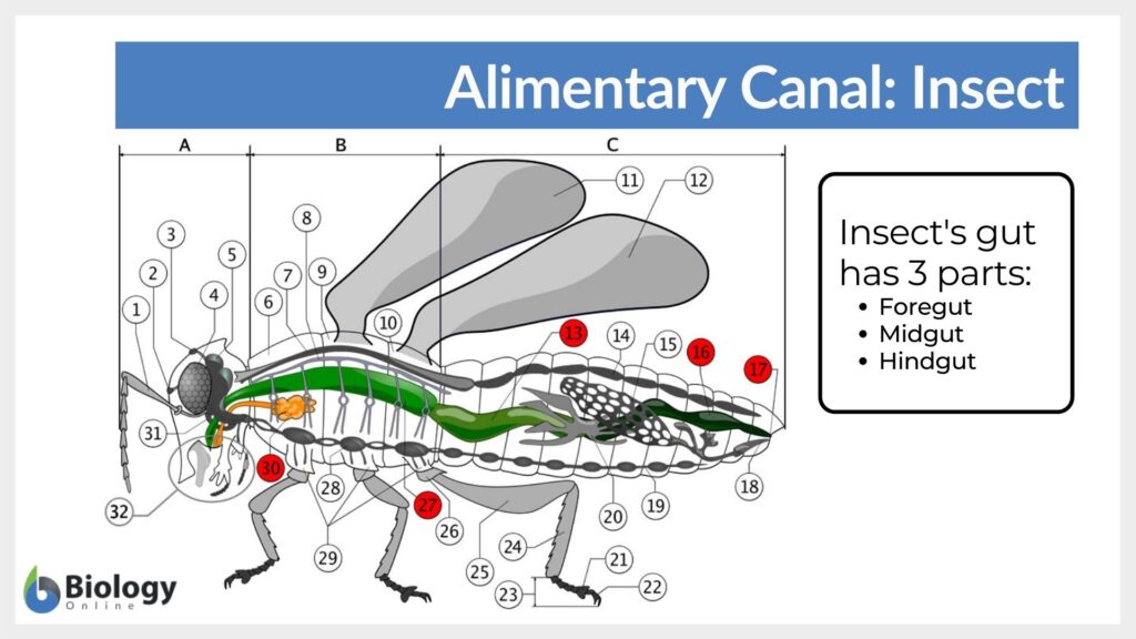 alimentary canal - insect