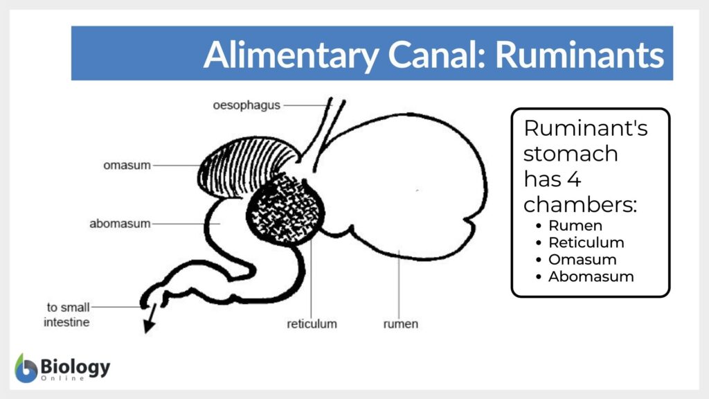 alimentary canal - ruminant