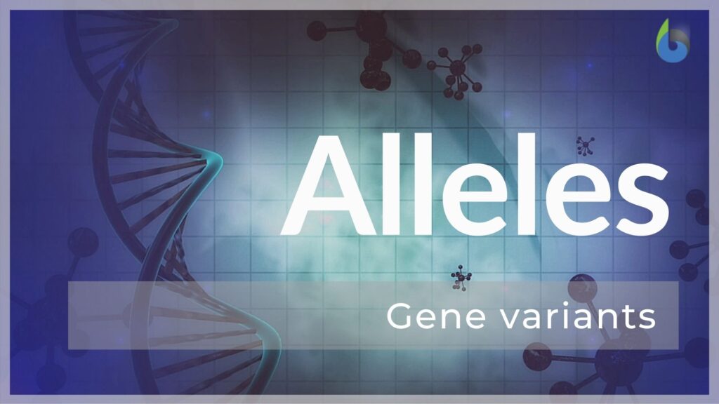 Allele Definition and Examples Biology Online Dictionary