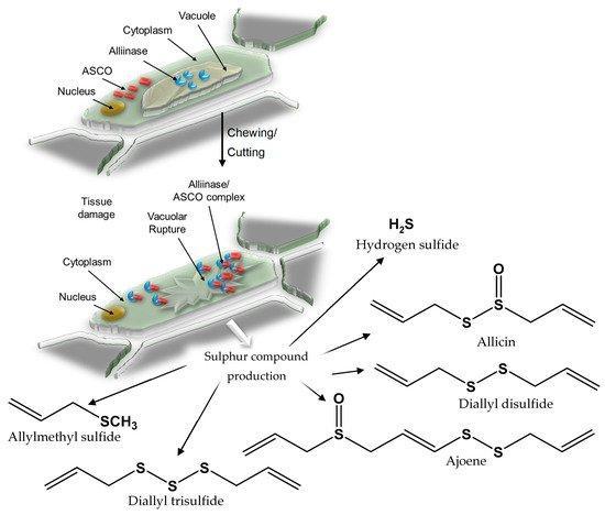 alliin and alliinase interaction