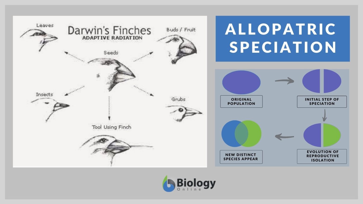 Allopatric speciation Definition and Examples Biology Online Dictionary