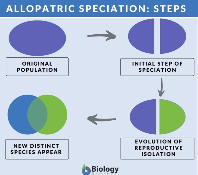 allopatric speciation steps