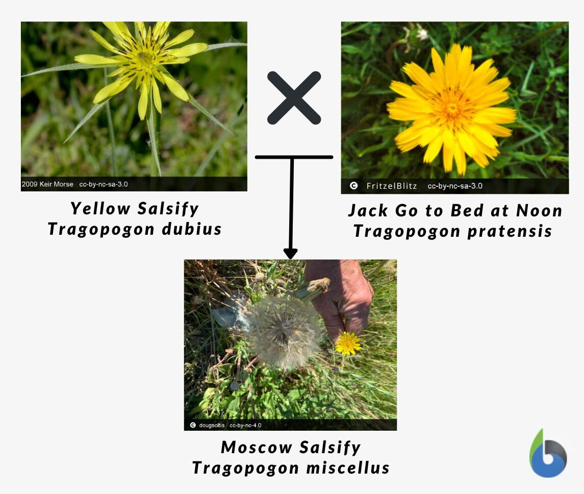 allotetraploid example in plant