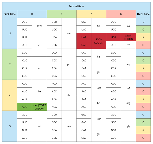 amino acid codon table