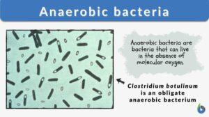 anaerobic bacteria definition and example