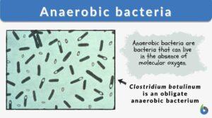anaerobic bacteria definition and example