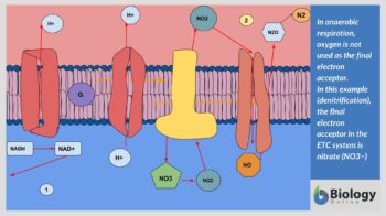 anaerobic respiration definition - denitrification and schematic diagram