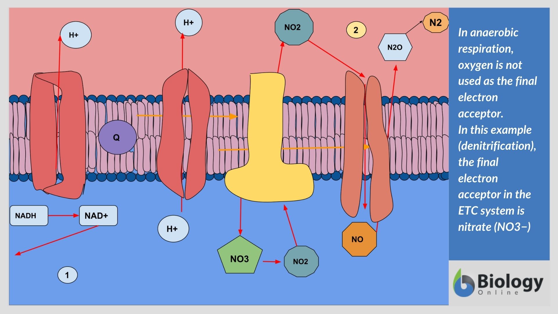 cellular respiration process