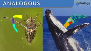 analogous definition