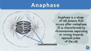 anaphase definition and example