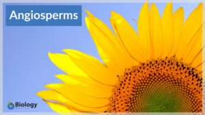 angiosperm definition