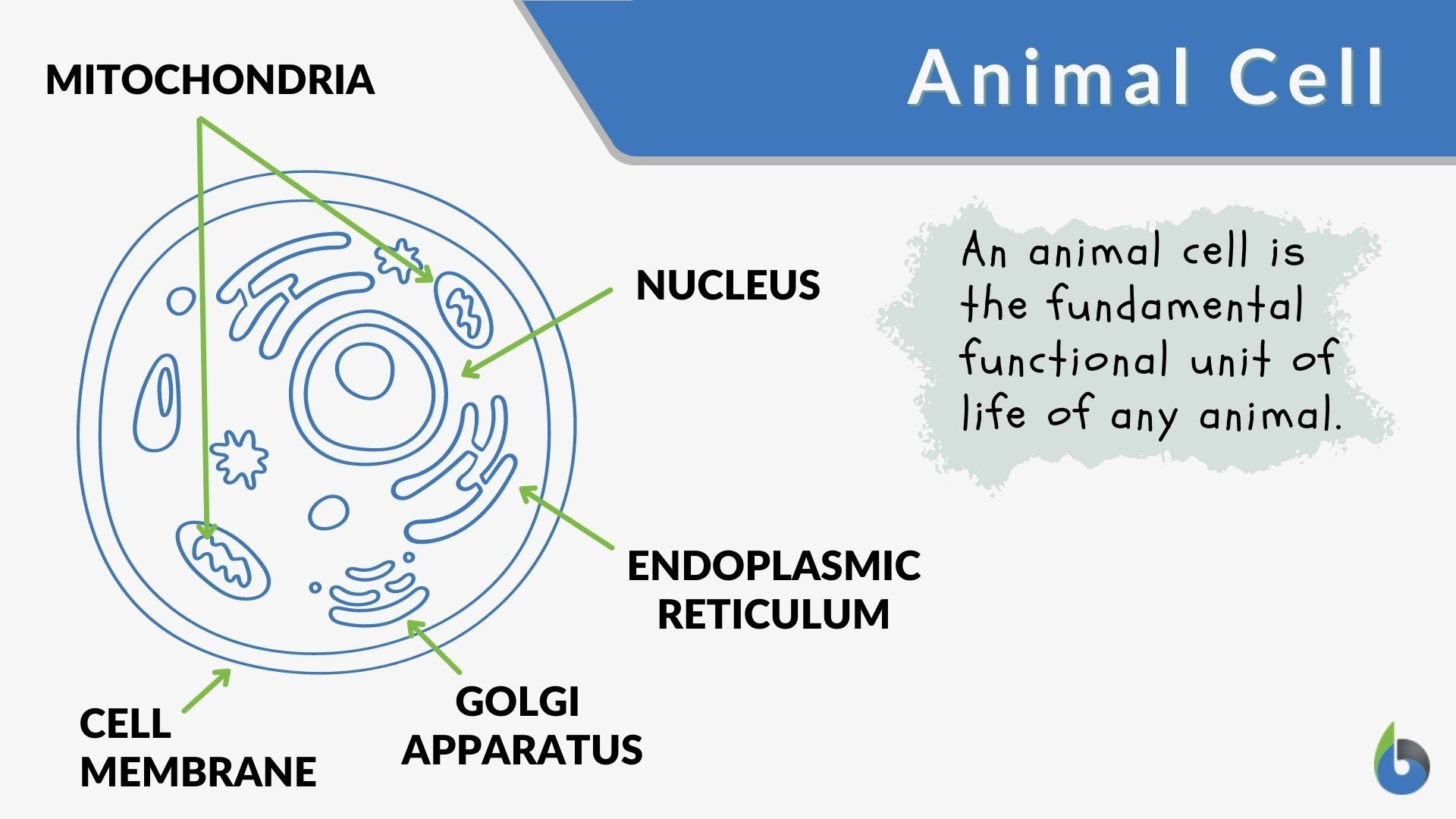 Animal Cell Definition And Examples Biology Online Dictionary