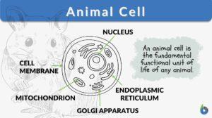 animal cell definition and parts diagram