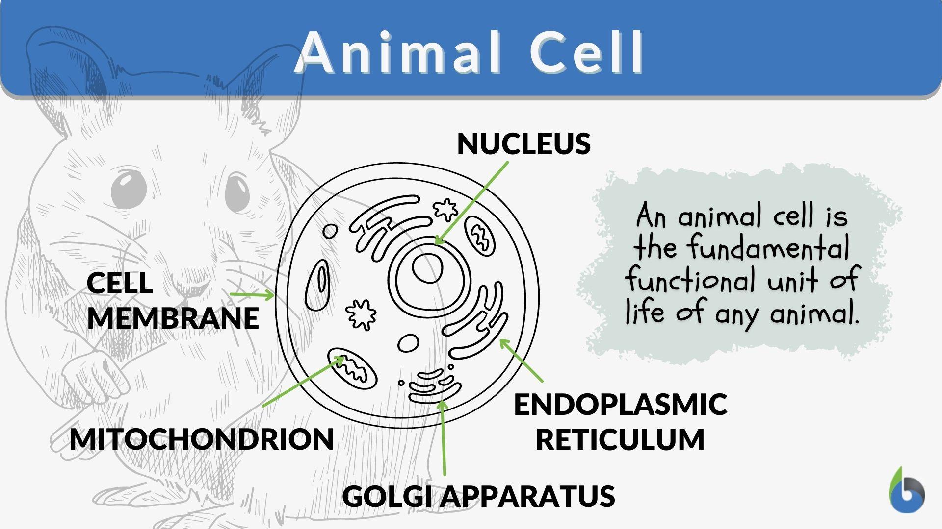 parts of an animal cell and their functions