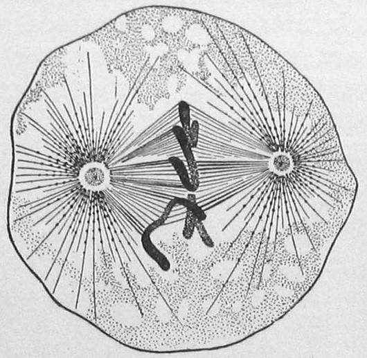 animal cell metaphase diagram
