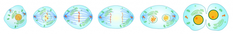 Mitosis stages