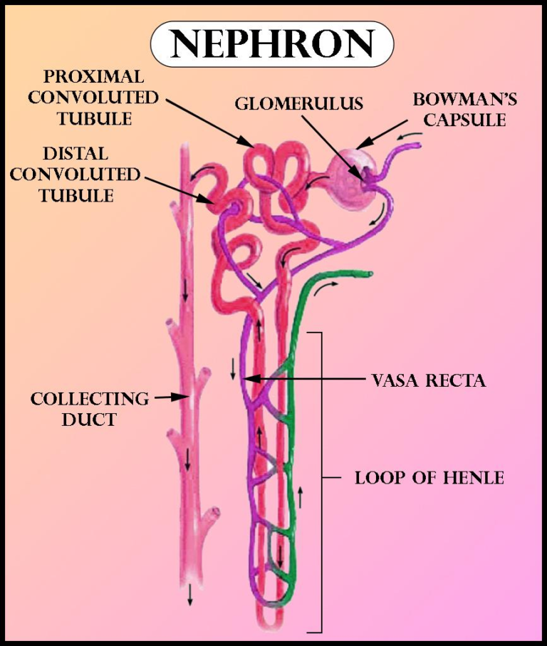 Convoluted - Definition and Examples - Biology Online Dictionary