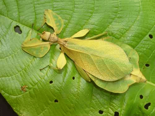 Mimicry Definition and Examples - Biology Online Dictionary Mimicry Definition and Examples - Biology Online Dictionary