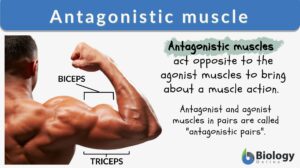 antagonistic muscle definition