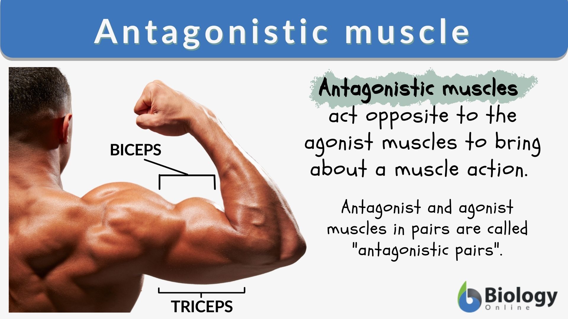 Antagonistic Muscle - Definition and Examples - Biology Online