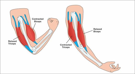 antagonistic muscle pair