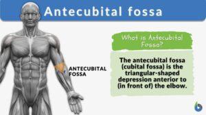antecubital fossa definition example