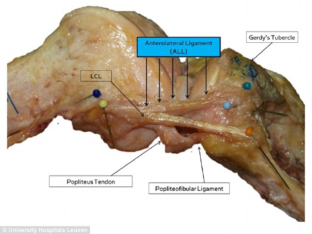anterolateral ligament of the knee