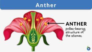anther definition and example