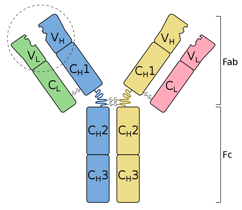 antibody or immunoglobulin parts
