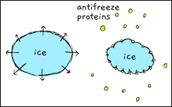 antifreeze proteins schematic diagram