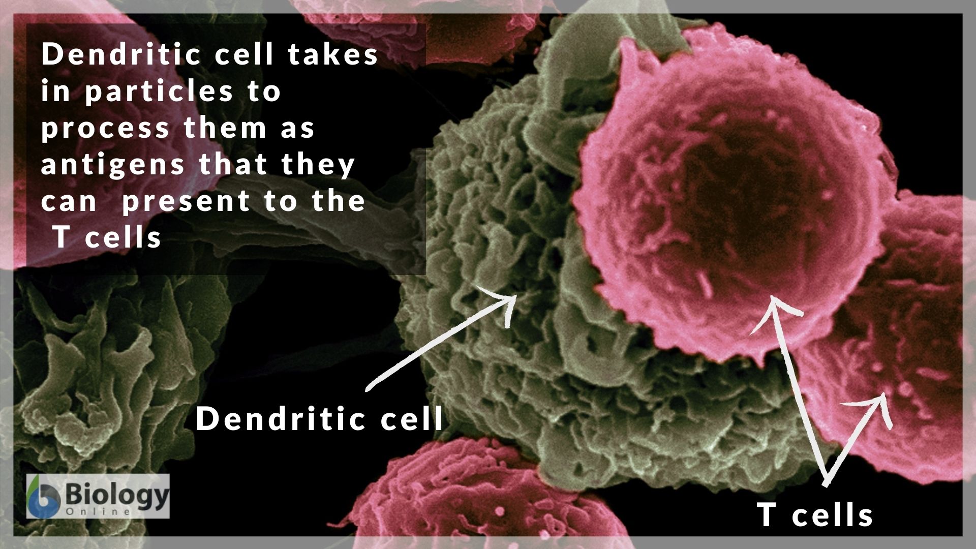 presentation of antigen means