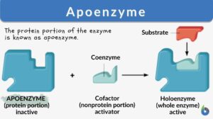 apoenzyme definition