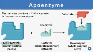 apoenzyme definition