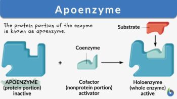 apoenzyme definition