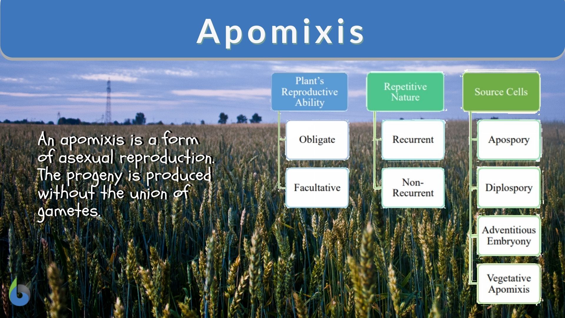 Apomixis Definition and Examples Biology Online Dictionary