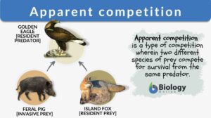 apparent competition definition and example