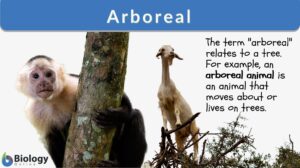 arboreal definition