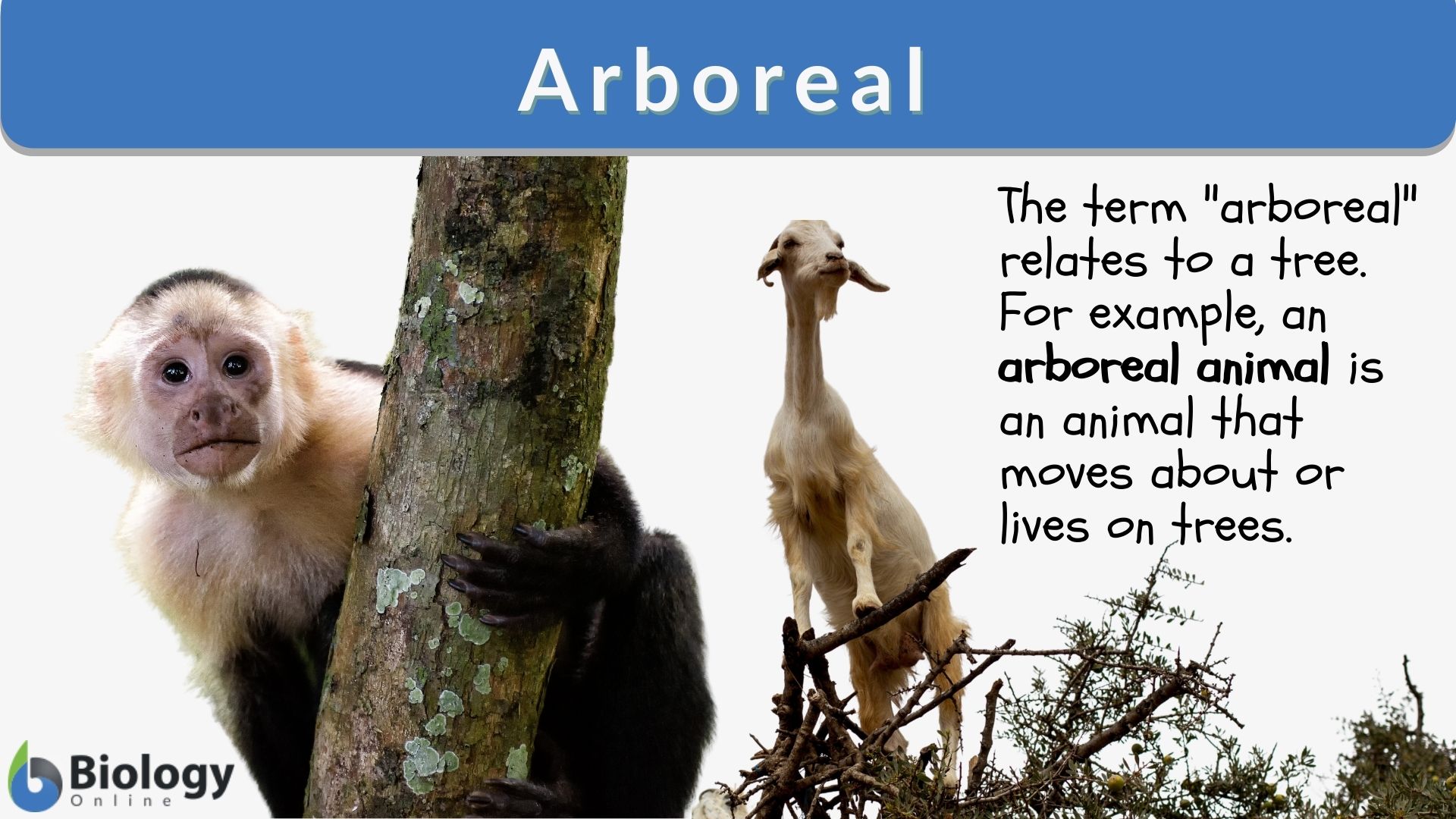 Arboreal - Definition and Examples - Biology Online Dictionary