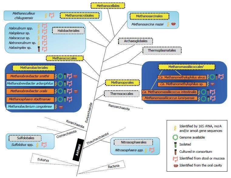 archaea inhabiting the human gastrointestinal tract