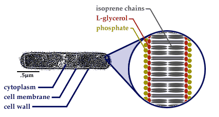 archaeal cell structure