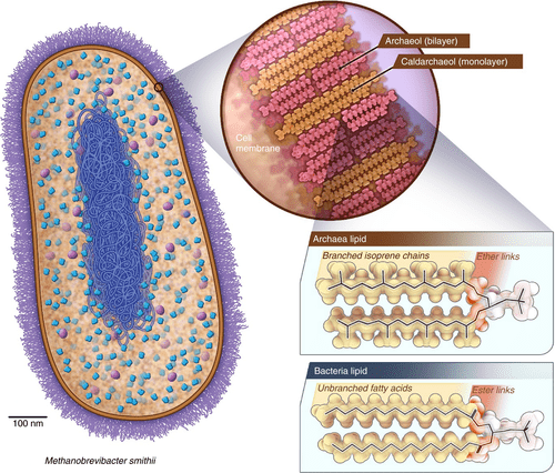 archaeol in archaeal cell membrane