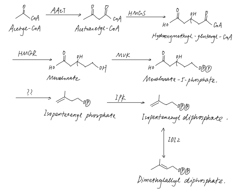 archaeol synthesis diagram