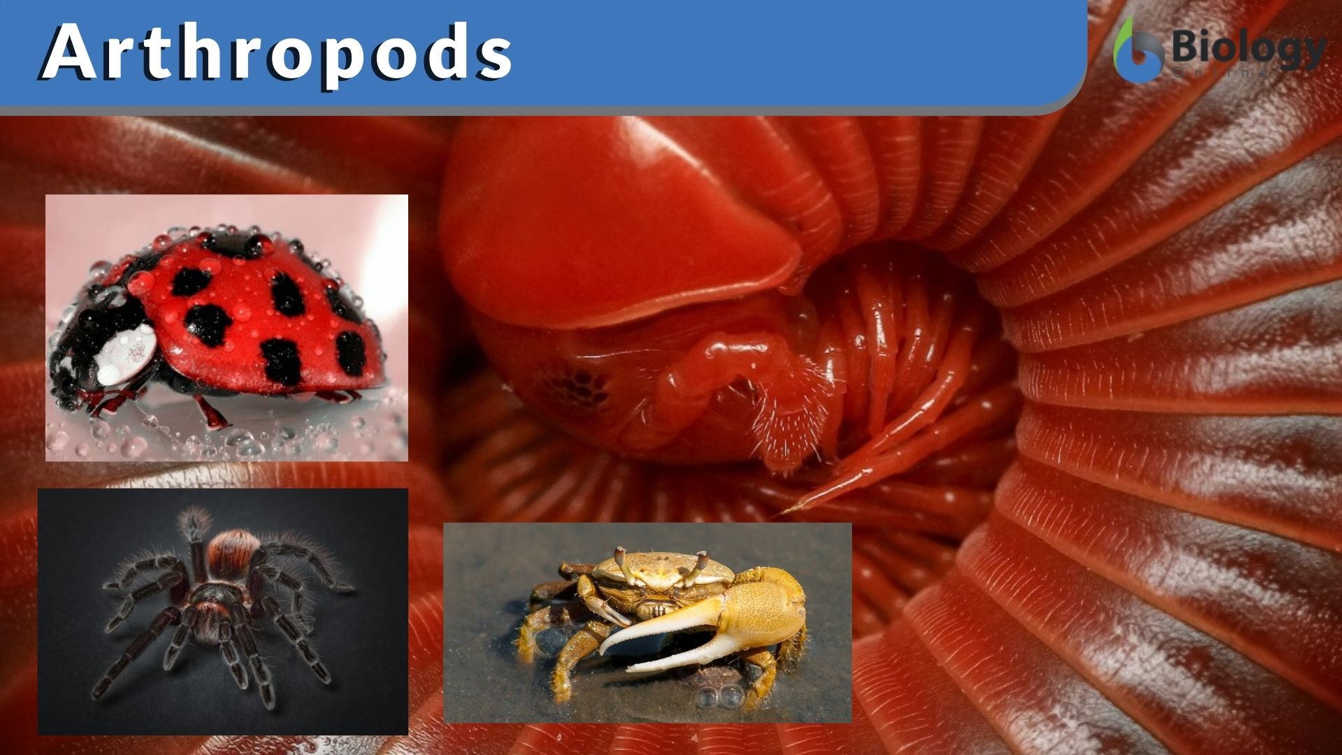Arthropod - Definition and Examples - Biology Online Dictionary