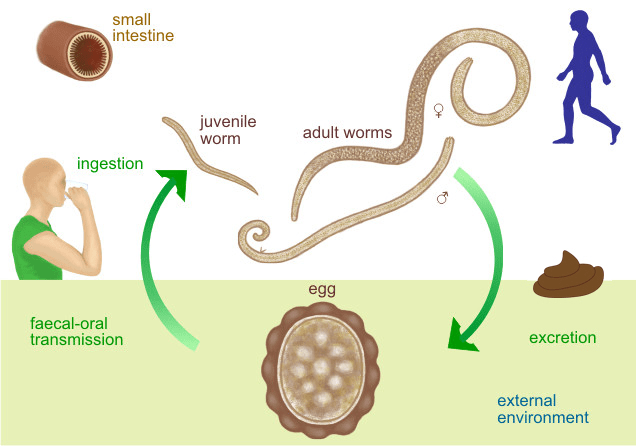 ascarid life cycle in human host